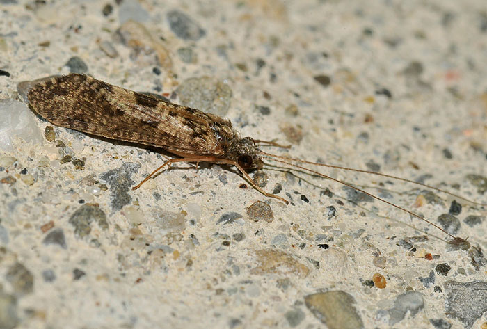 Hydropsychidae